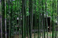 竹林