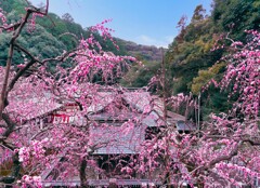 大縣神社　梅まつり