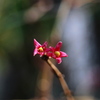 鶯神楽 （ウグイスカグラ）の花
