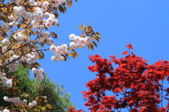 八重桜ともみじ