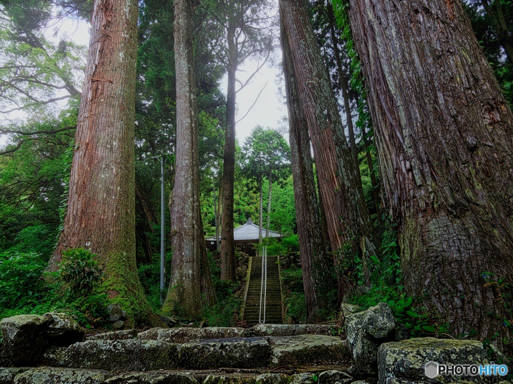 杉林に佇む　山寺　