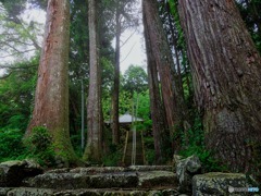 杉林に佇む　山寺　
