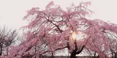 夕日 桜