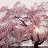 夕日 桜
