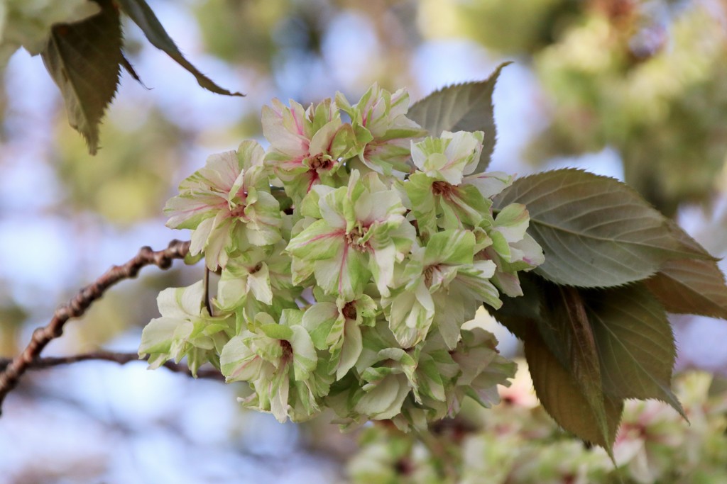 御衣黄桜2