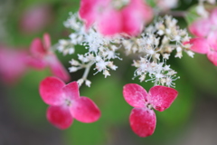 やま紫陽花 紅