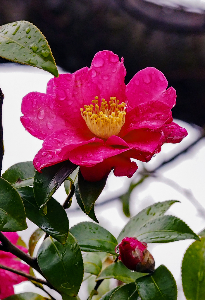 雨 山茶花