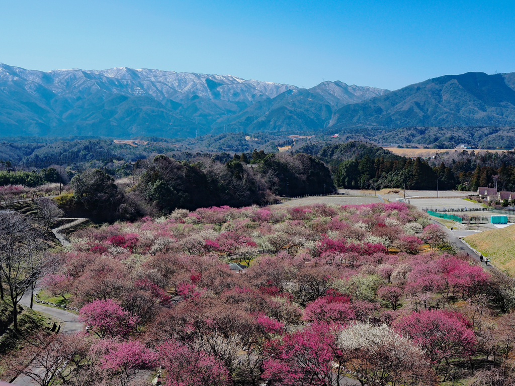 いなべ梅林公園