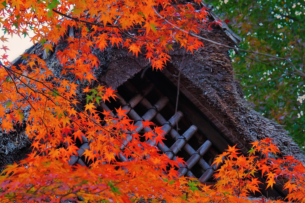 藁葺と紅葉