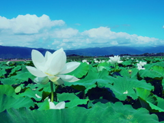 白い蓮