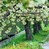 御衣黄桜の小道