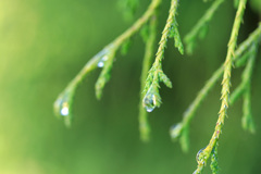 雨緑葉