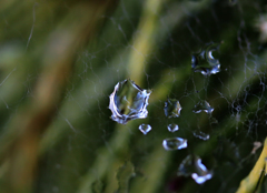 雨水