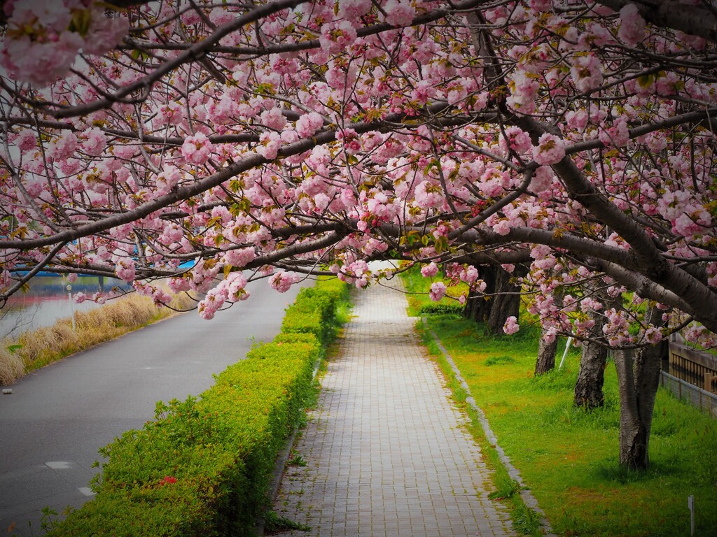 八重咲桜の小道