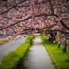 八重咲桜の小道