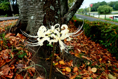 彼岸花 白