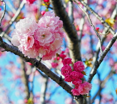 Cherry blossom bouquet