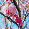 Cherry blossom bouquet