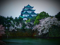 雨城桜