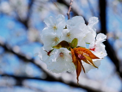 桜花玉