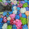 花手水舎　