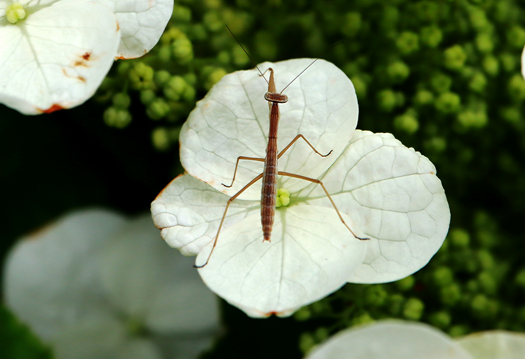 カマキリ参上 かかってコイヤー