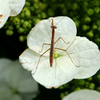 カマキリ参上 かかってコイヤー