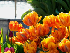 Double-flowered tulips in the evening