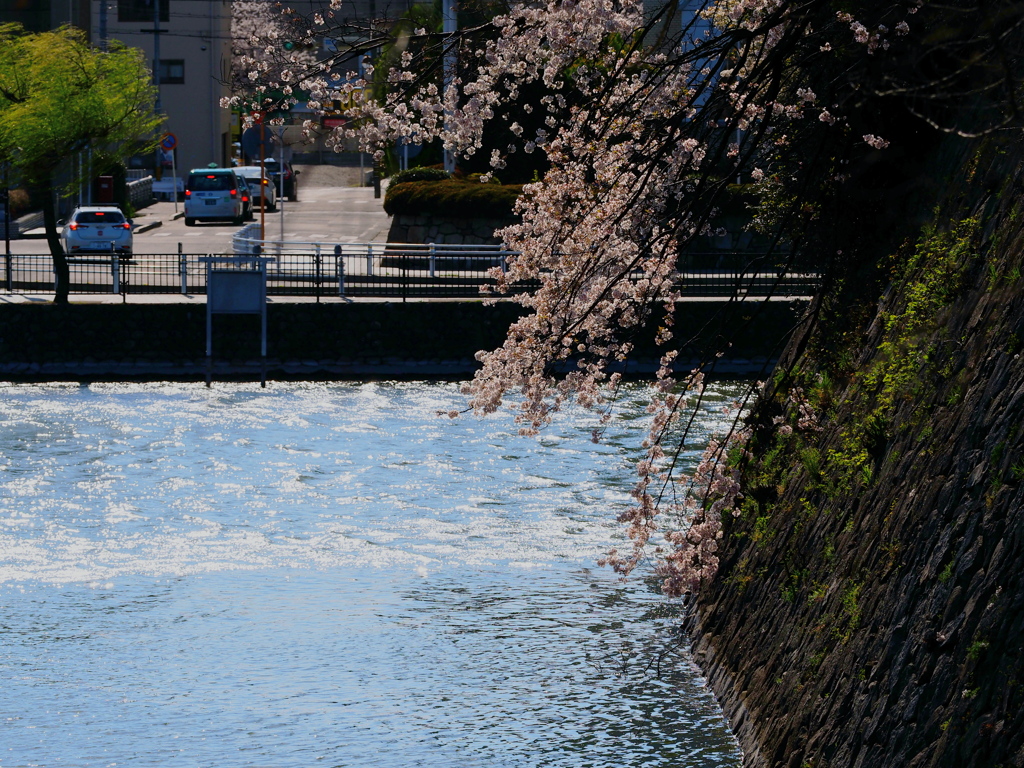 御堀と桜  ５