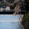 御堀と桜  ５