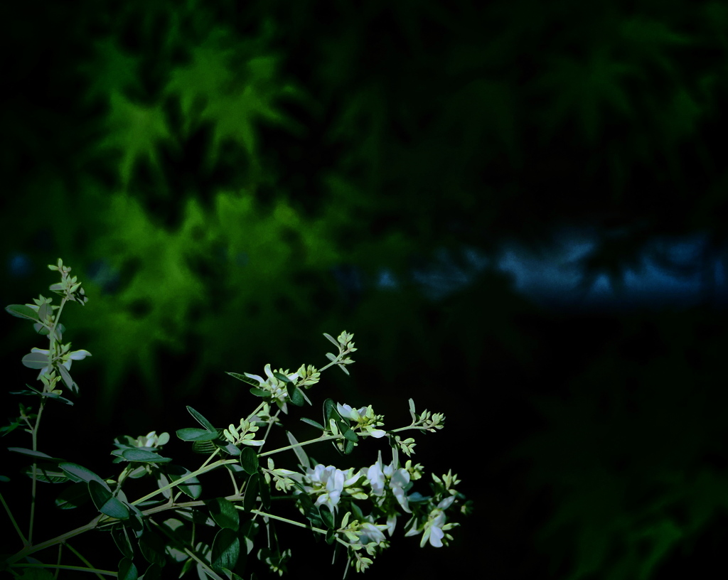 白花 萩