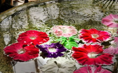 水に浮かぶ朝顔
