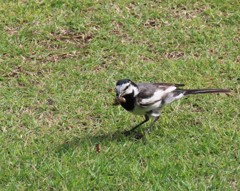 餌をくわえる鳥に睨まれた