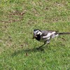 餌をくわえる鳥に睨まれた