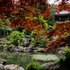 春紅葉  善教寺