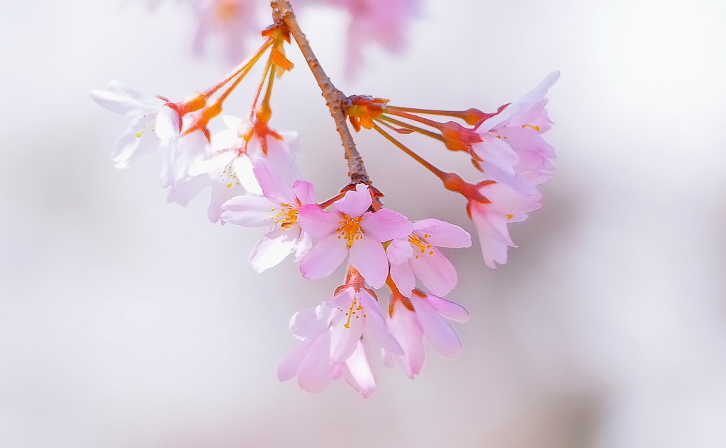 しだれ桜