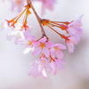 しだれ桜