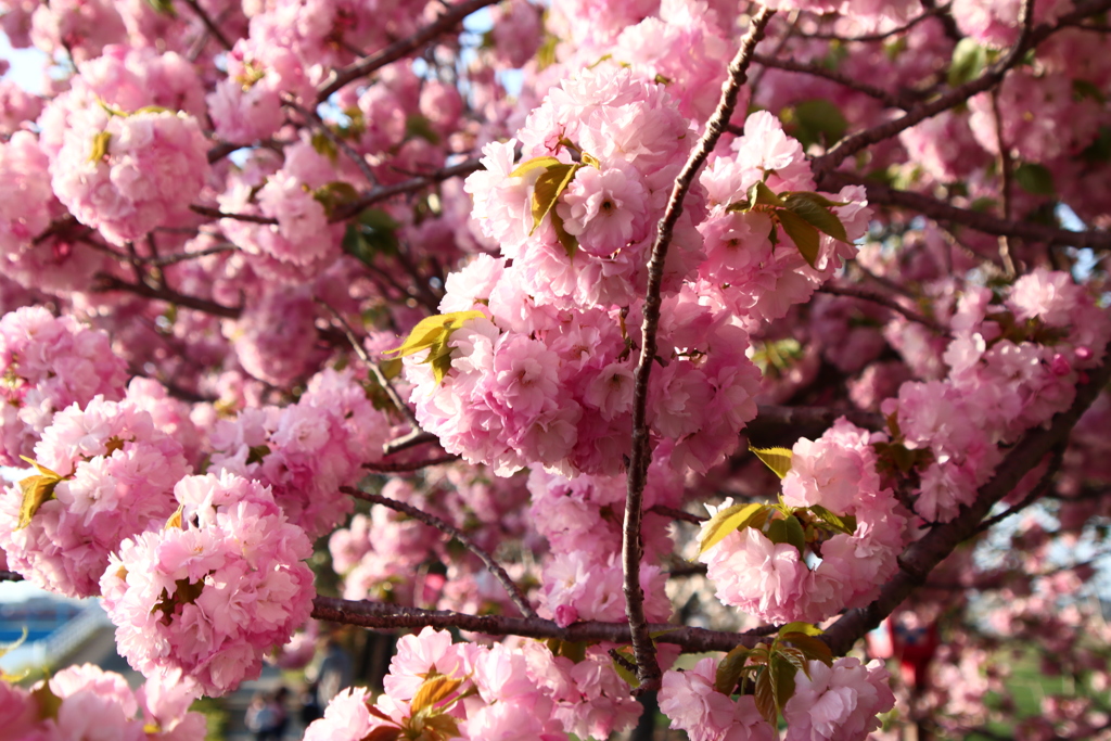 満開 八重桜 夕方公園にて