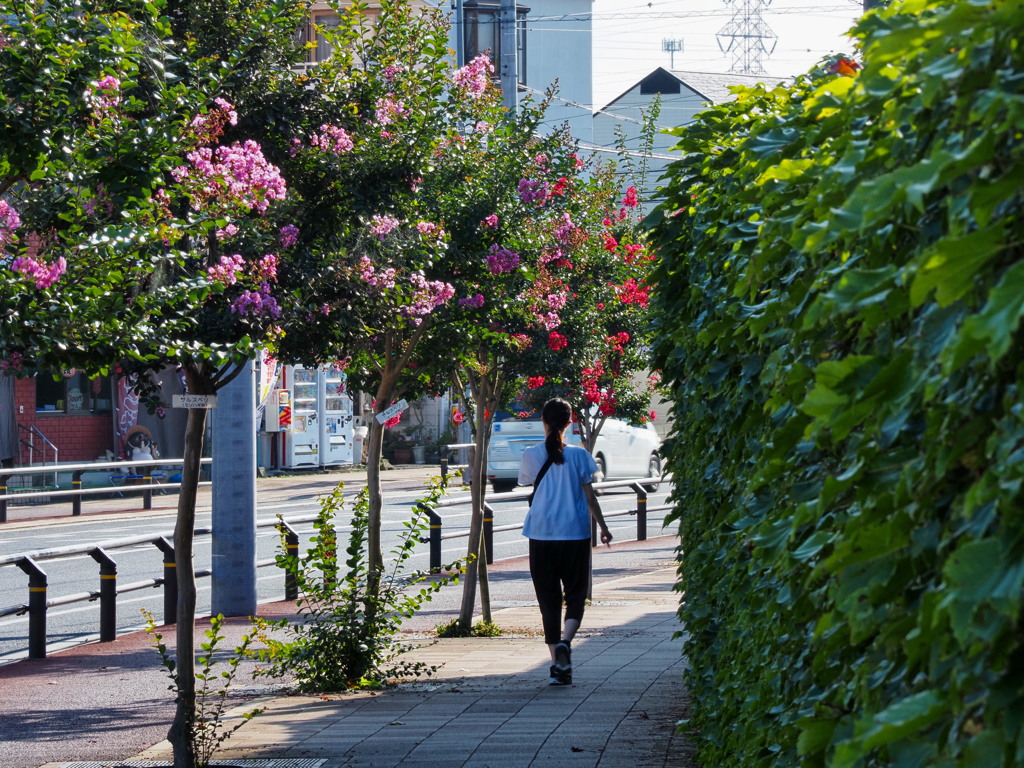百日紅の咲く街路 
