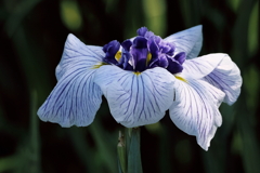 花菖蒲 神代の昔