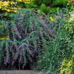 萩の花   流れ