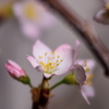 啓翁桜２