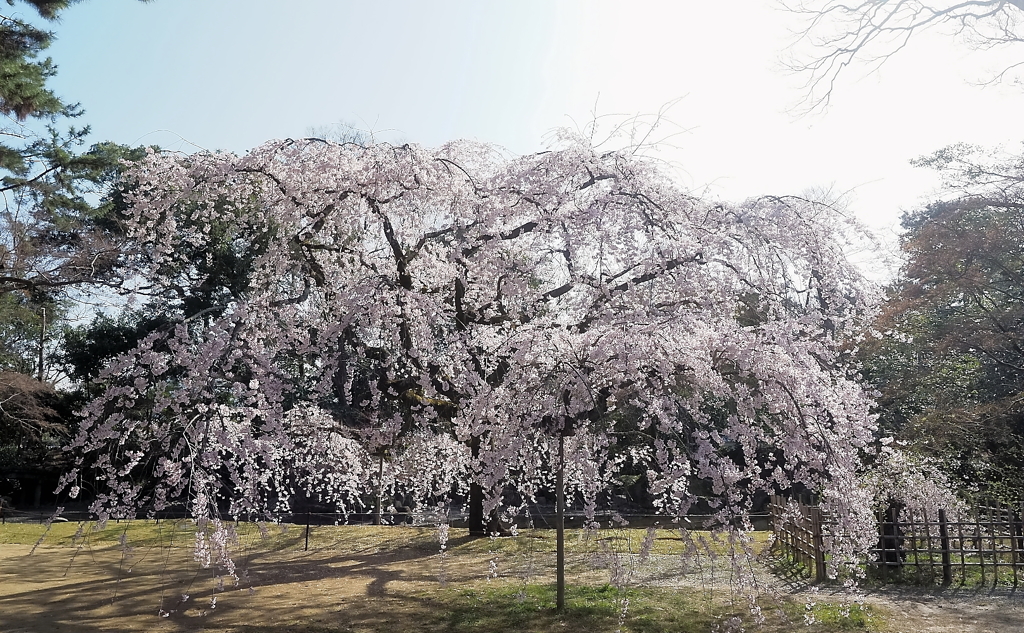 近衛邸跡の枝垂れ桜