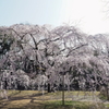 近衛邸跡の枝垂れ桜