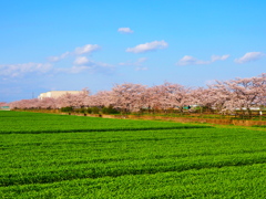 麦畑と桜