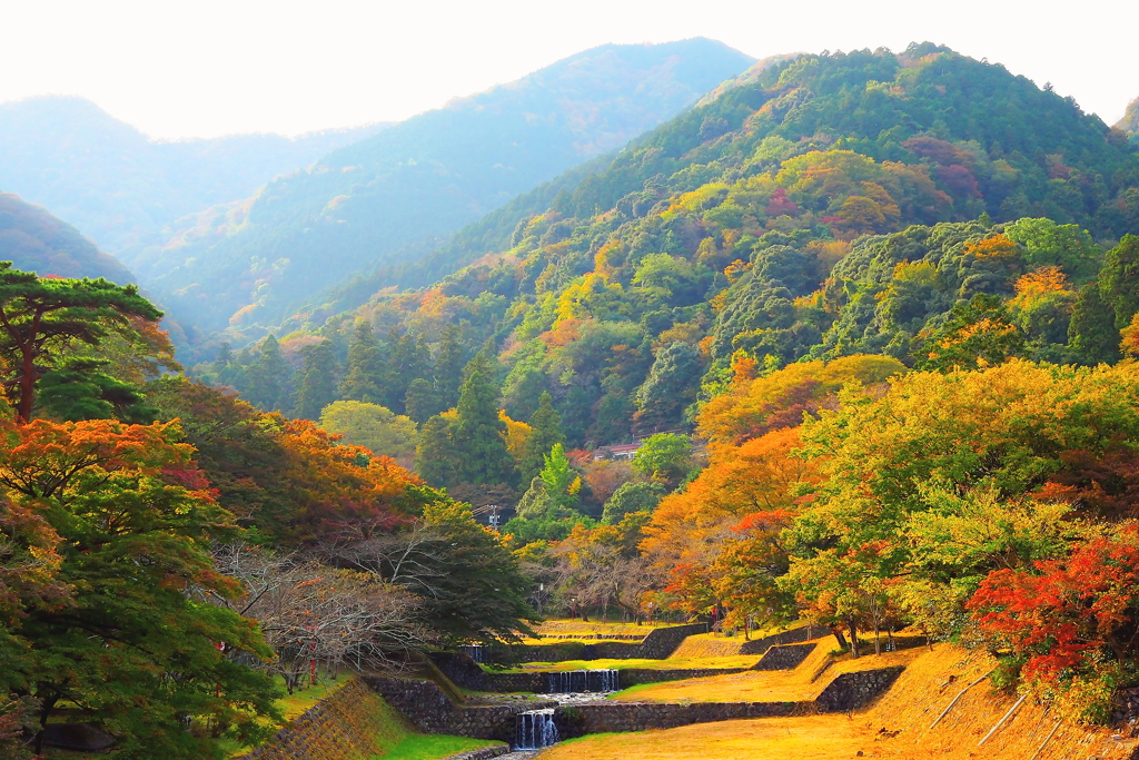 紅葉進行中