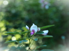 お花観察