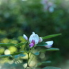 お花観察