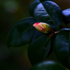 椿 蕾