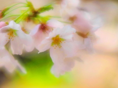 過ぎし日